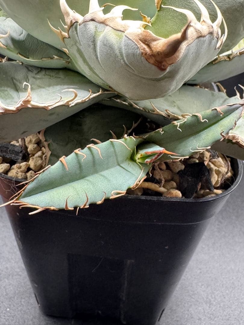u*2様 アガベ 実生チタノタブルー 子株