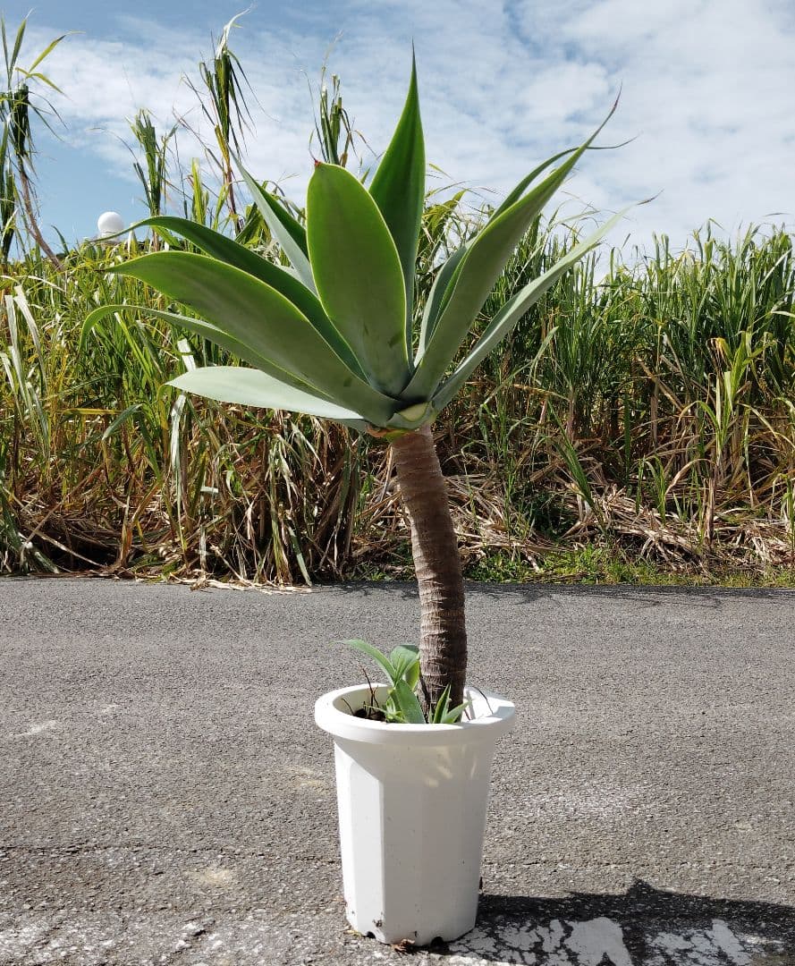 アガベ・アテナータ