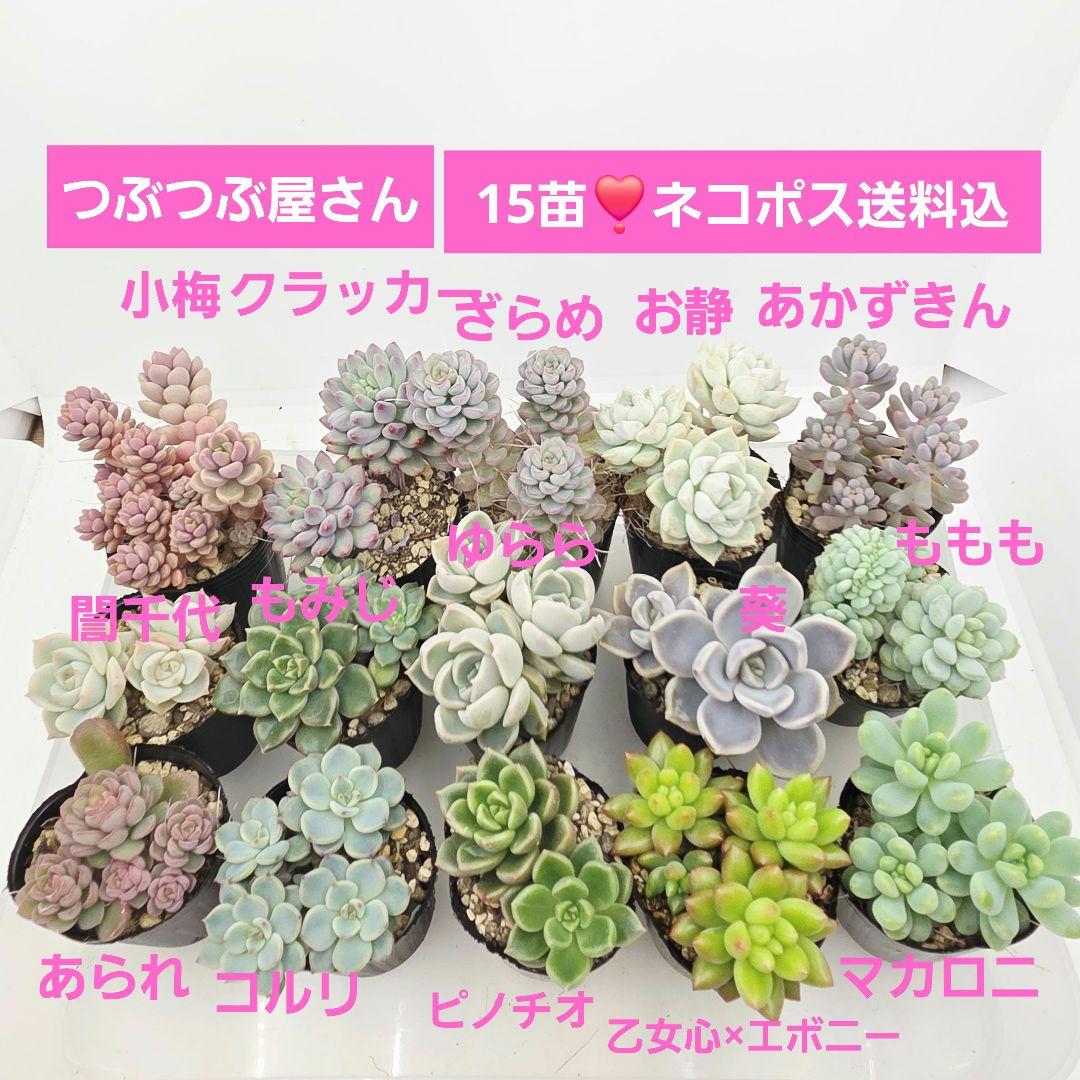 ②全15苗 つぶつぶ屋さん クラッカー❣️あられ❣️ピノチオ❣️発根済ネコポス込