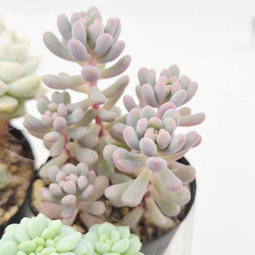 ②全15苗 つぶつぶ屋さん クラッカー❣️あられ❣️ピノチオ❣️発根済ネコポス込