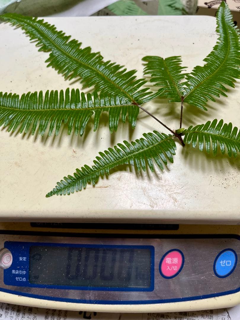 【大阪泉州産】天然松茸 採れたて開き☆3本145g国産