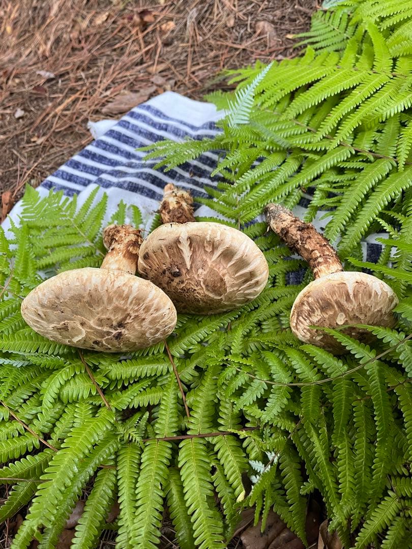 【大阪泉州産】天然松茸 採れたて開き☆3本145g国産