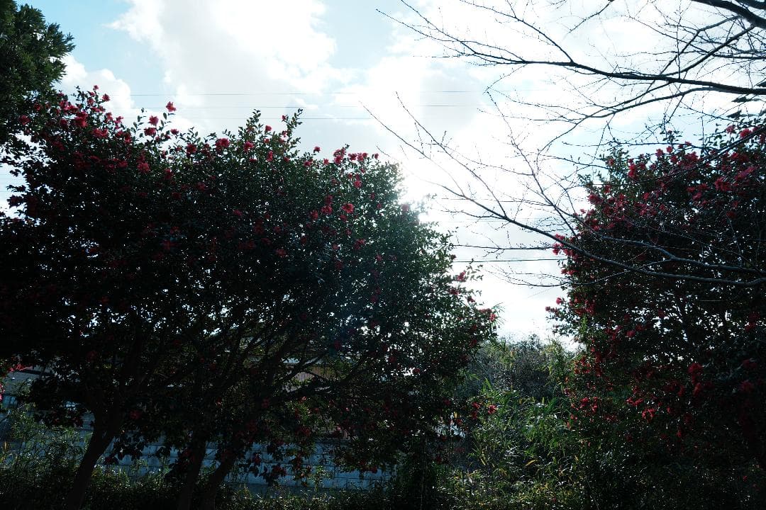 プロが選ぶ旅行最適レンズ SONY SEL24105G 極美品 万能ズームレンズ