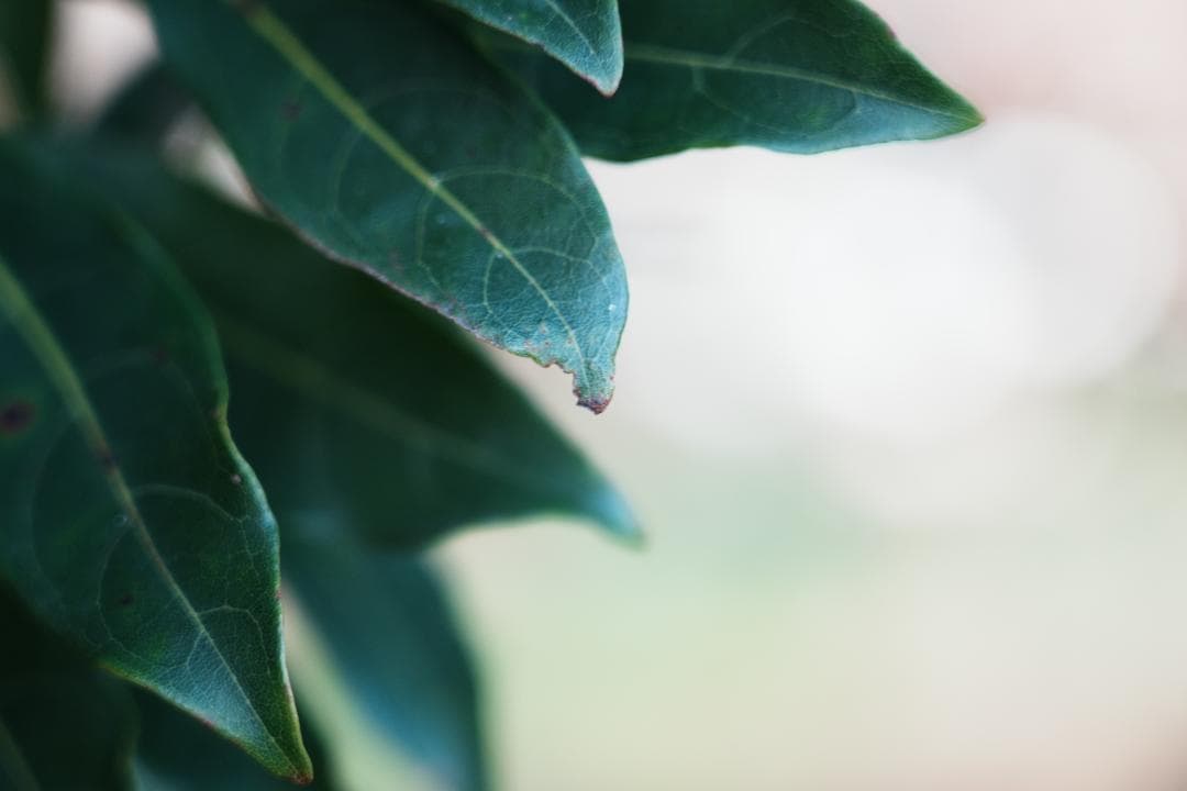 プロが選ぶ旅行最適レンズ SONY SEL24105G 極美品 万能ズームレンズ