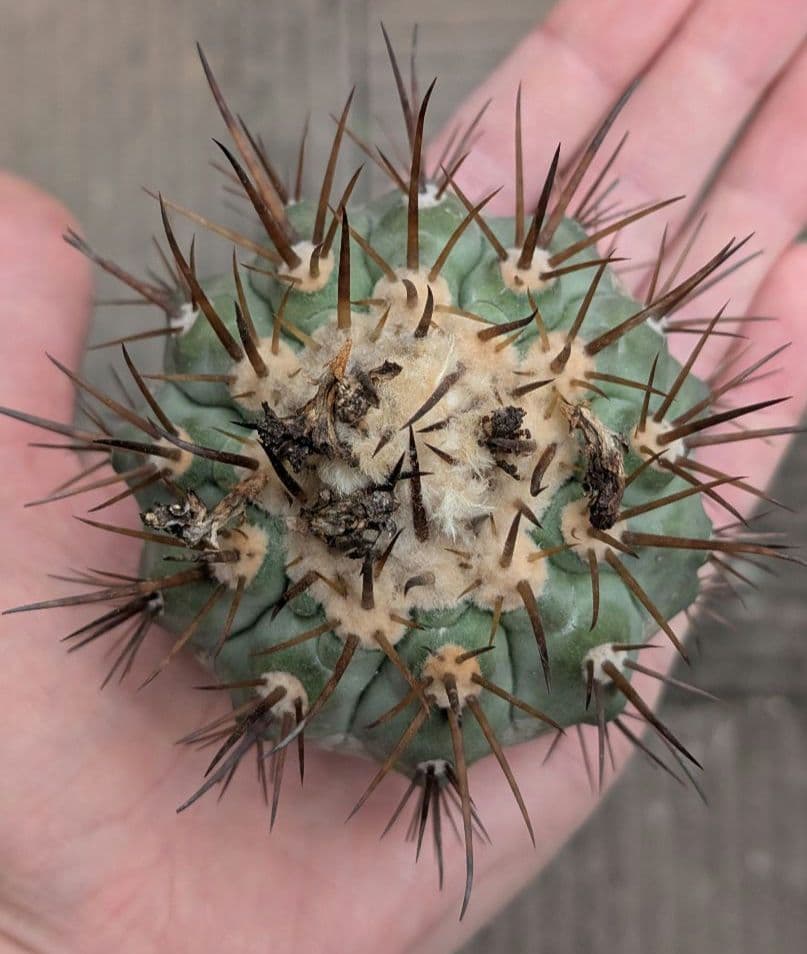 M*9様 【特選】コピアポア　シネレア　黒王丸 ①　白刺？