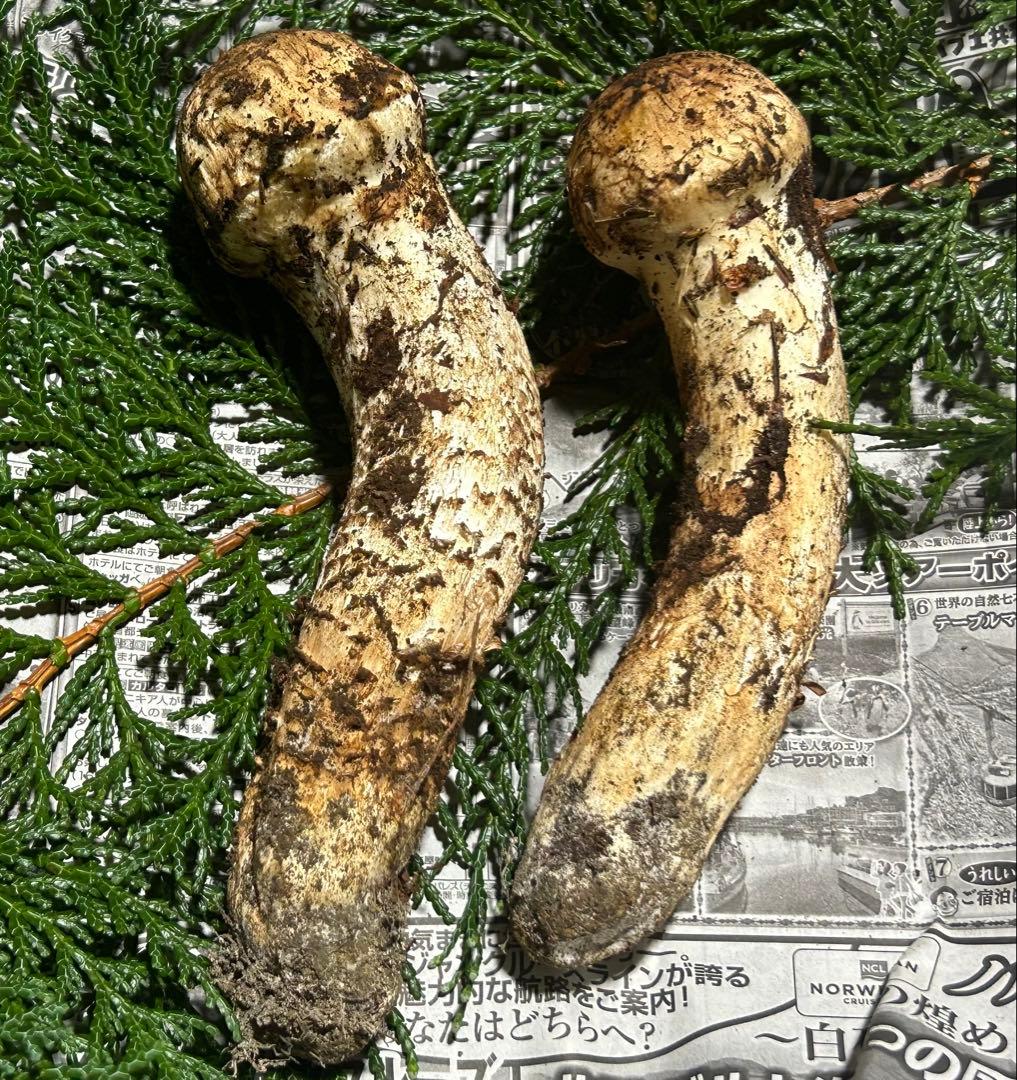 ☆信州産松茸☆今現在約130グラム☆まつたけ☆クール便送料着払い☆国産松茸☆A☆