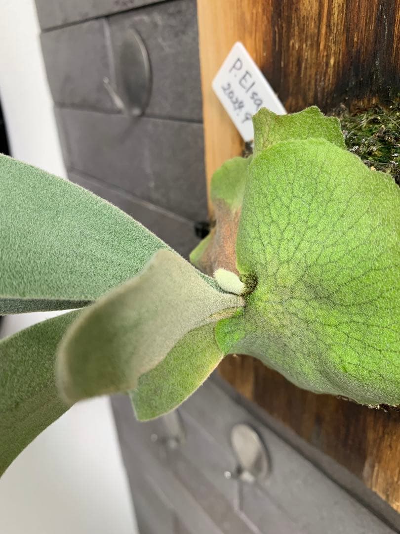 P.Elsa ビカクシダ 板付 エルサ スポア