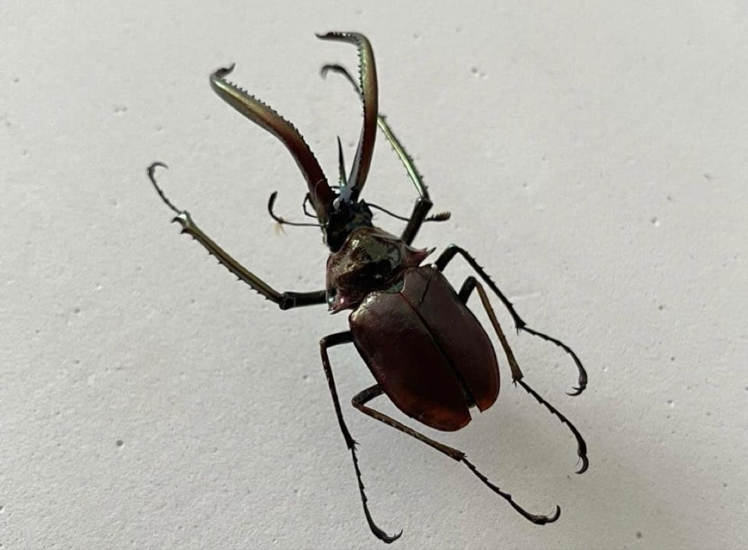 コガシラクワガタ 標本 ♂約58mm チリクワガタ 外国産 クワガタ