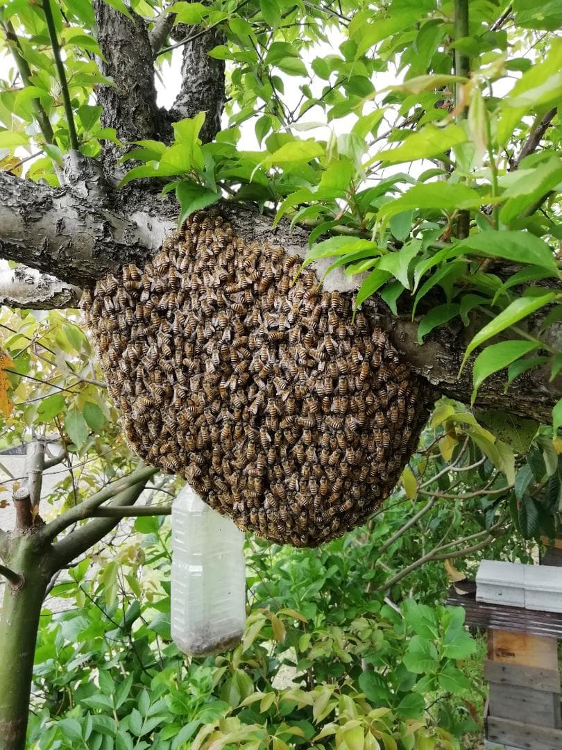♥️極み★希少セット品①『100％純粋春蜜の5瓶セット』《幻の天然完熟百花蜜》