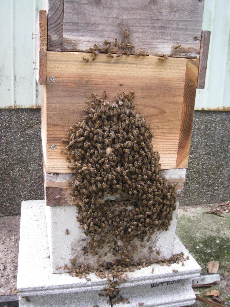 ♥️極み★希少セット品①『100％純粋春蜜の5瓶セット』《幻の天然完熟百花蜜》