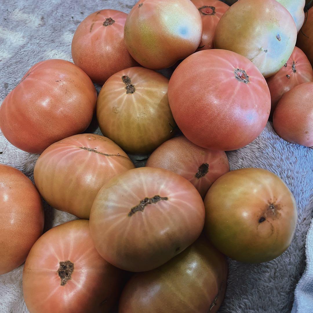 マギ‼️火曜日出荷予定‼️訳ありトマト9キロ以上