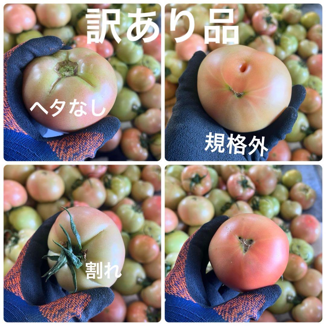 マギ‼️火曜日出荷予定‼️訳ありトマト9キロ以上