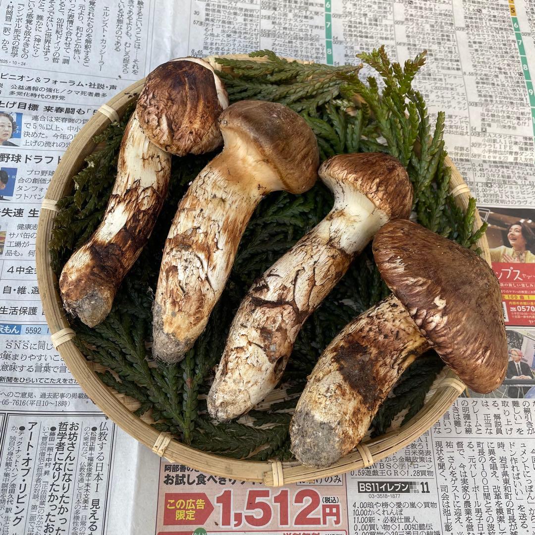 天然きのこ 松茸 国産 マツタケ まつたけ 山形県産 森の凛さん採取 その196