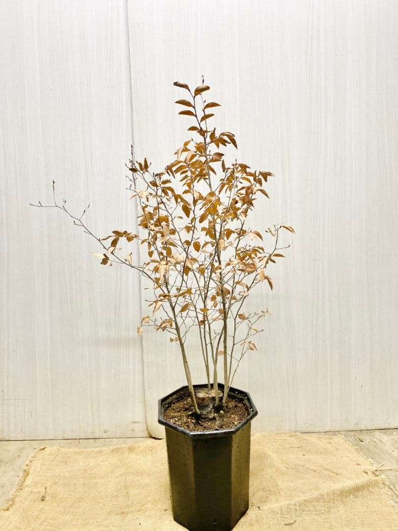 エリーさん専用　ヤマコウバシ　本株　/916 根巻きにて発送