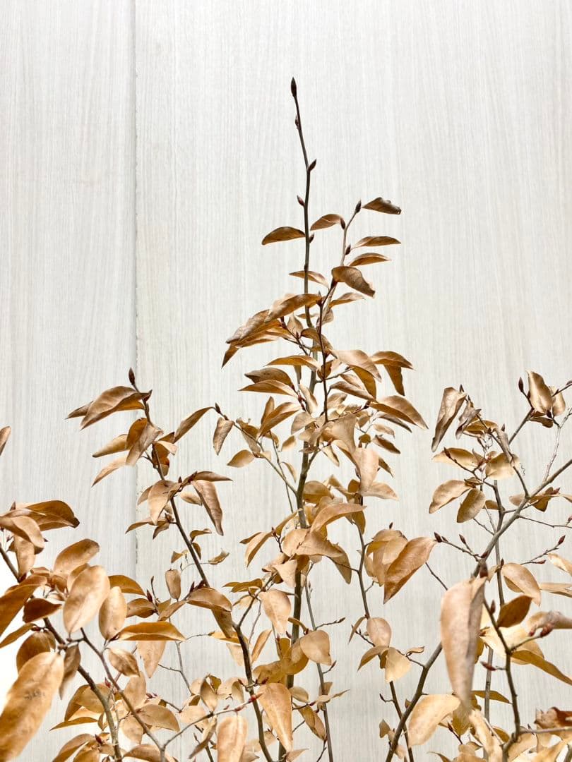 エリーさん専用　ヤマコウバシ　本株　/916 根巻きにて発送