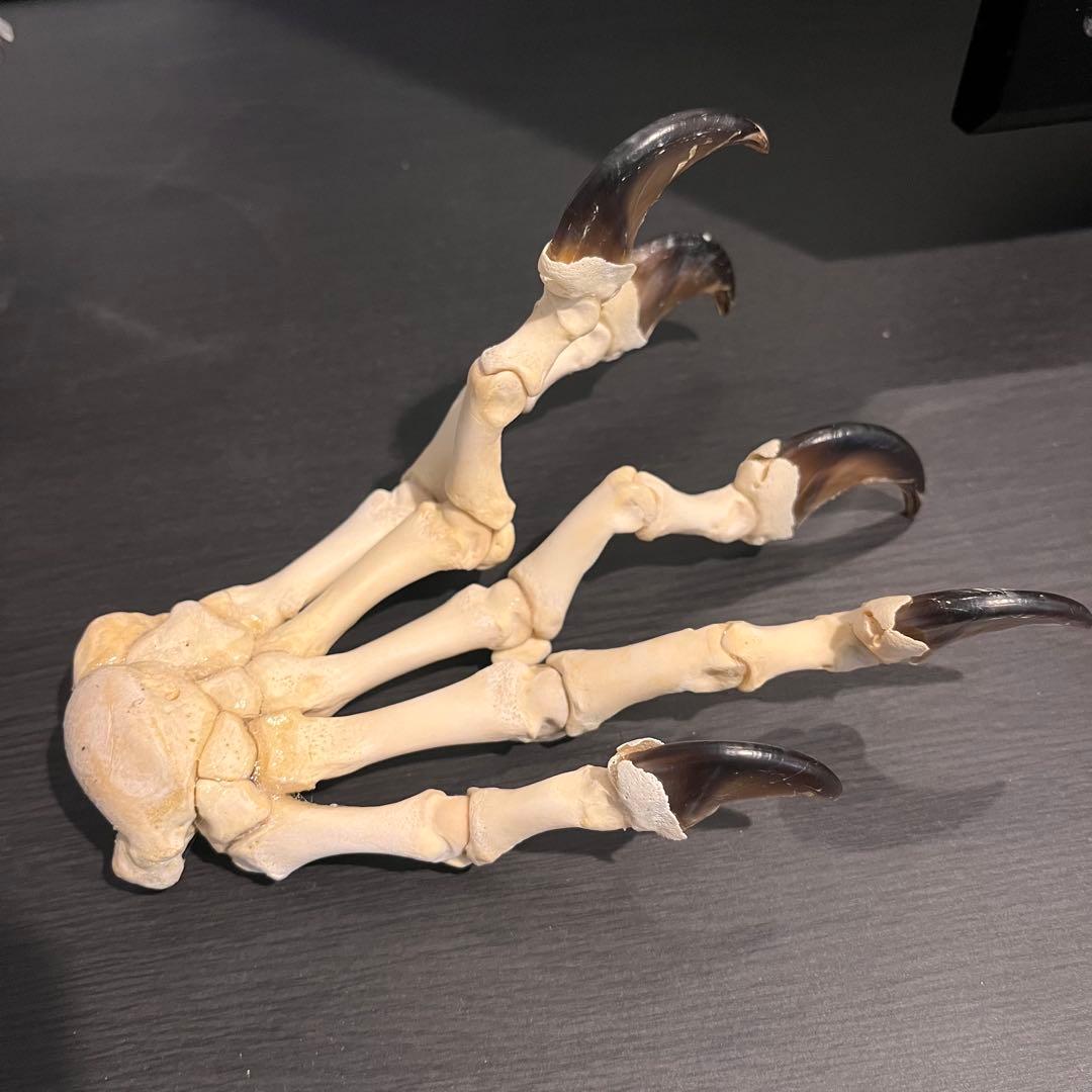 ツキノワグマ　手　標本