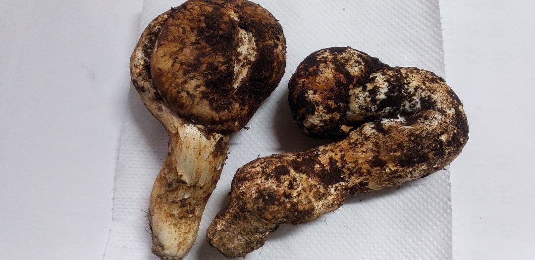 3 　たっぷり　高品質　高鮮度　国産　松茸　長野県　送料込み