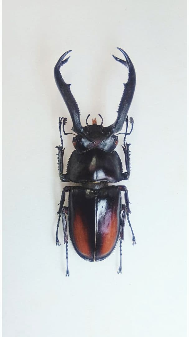 ※特大・良型　ディディエ−ルシカクワガタ♂野外標本