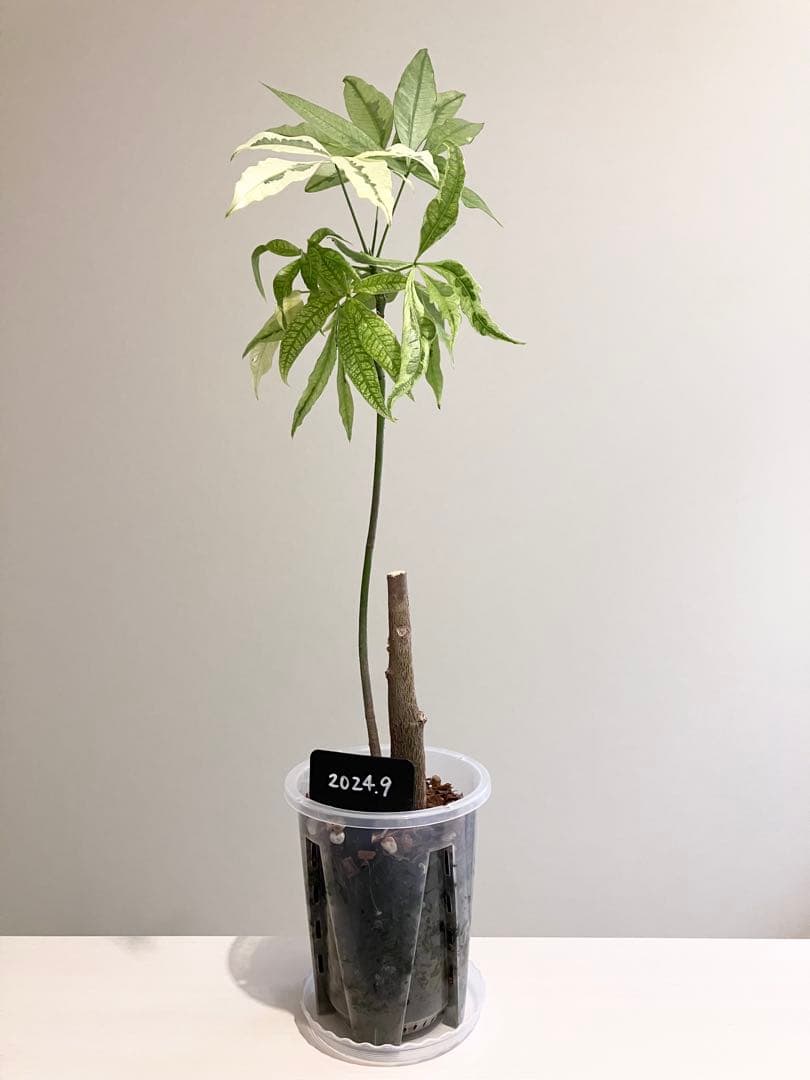 観葉植物　パキラムーンライト実生　斑入り