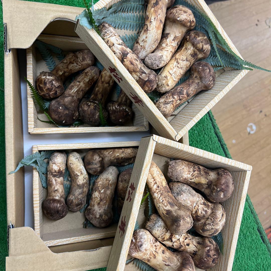 中国産 超新鮮松茸 つぼみ！めっちゃ綺麗です！ 19本入り 800g入り