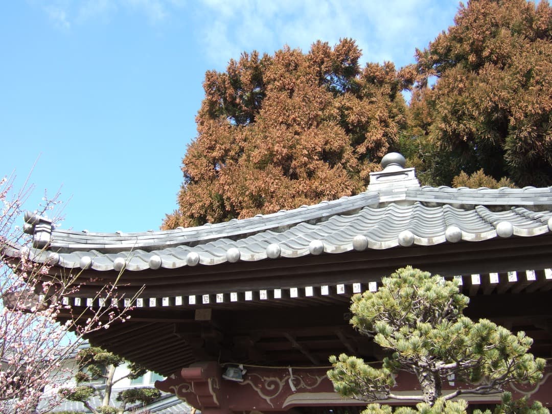 実写美⭕️【動作確認済】FUJIFILM FinePix F11 デジカメ