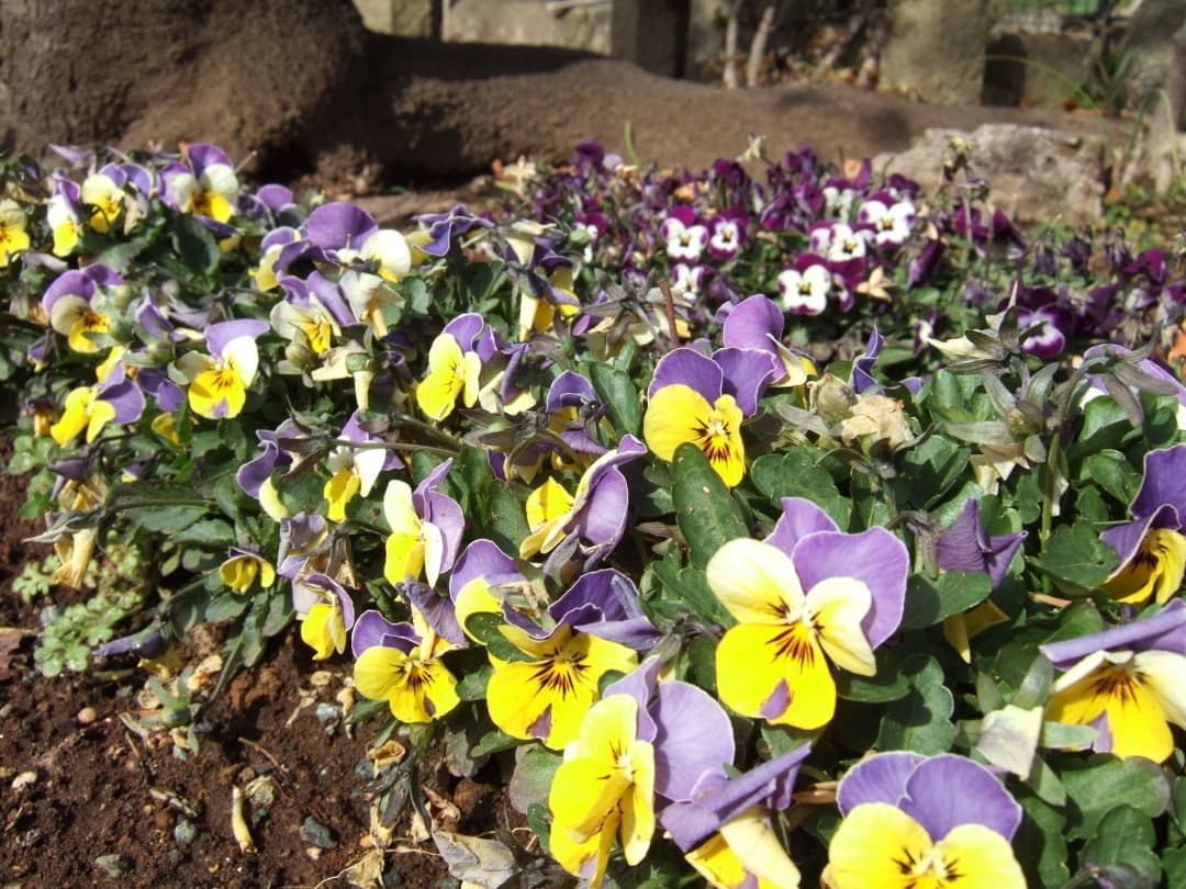 実写美⭕️【動作確認済】FUJIFILM FinePix F11 デジカメ