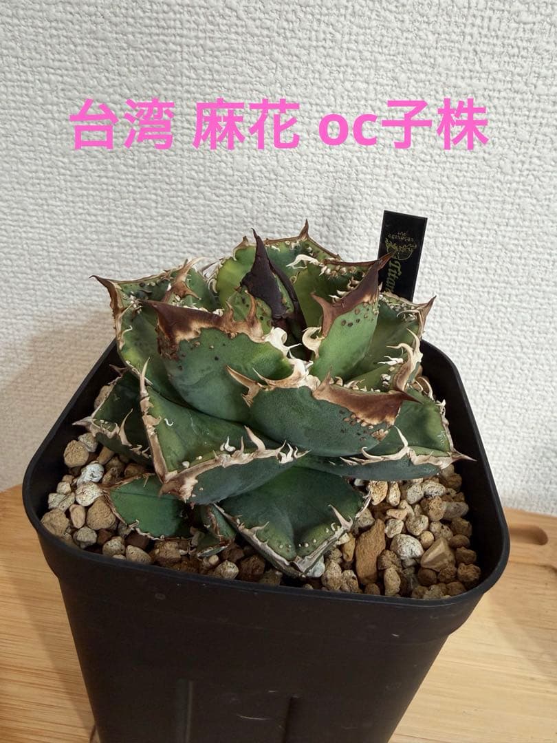 アガベ 麻花 agavesan oc株 【発根済み】 麻花龍