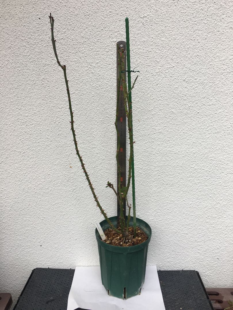 かおりんご　おまとめ２点