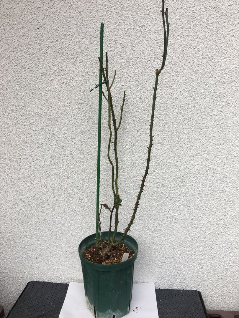 かおりんご　おまとめ２点