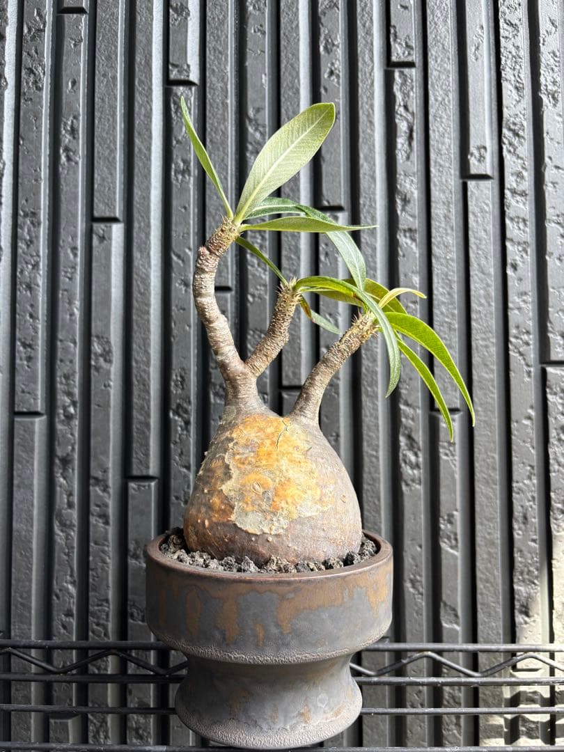 新春セール【グラキリス】塊根！良型良サイズ