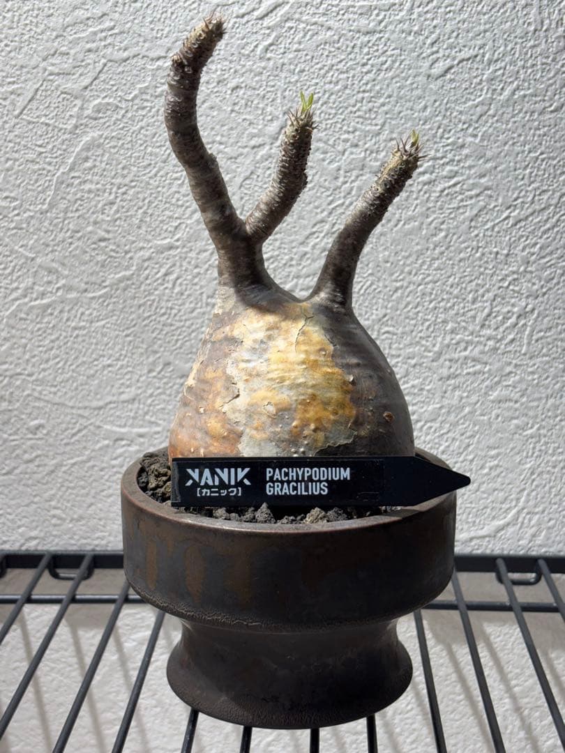 新春セール【グラキリス】塊根！良型良サイズ