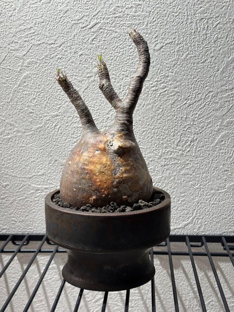 新春セール【グラキリス】塊根！良型良サイズ