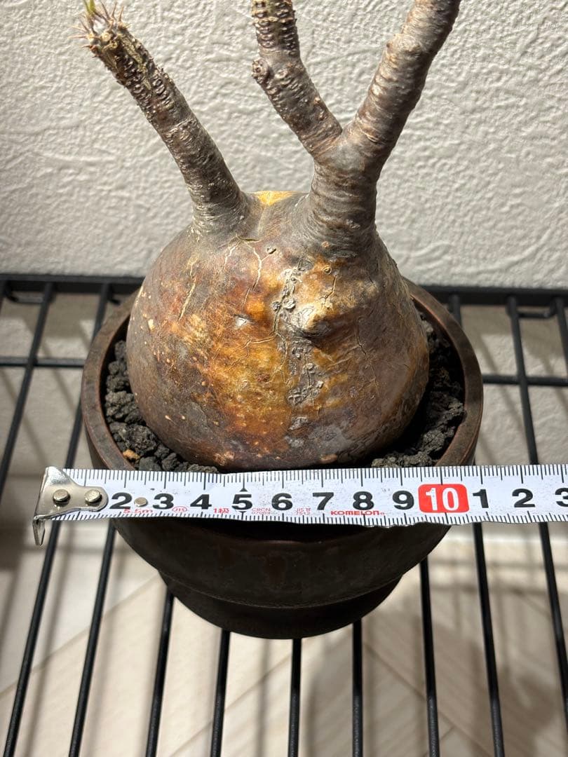 新春セール【グラキリス】塊根！良型良サイズ