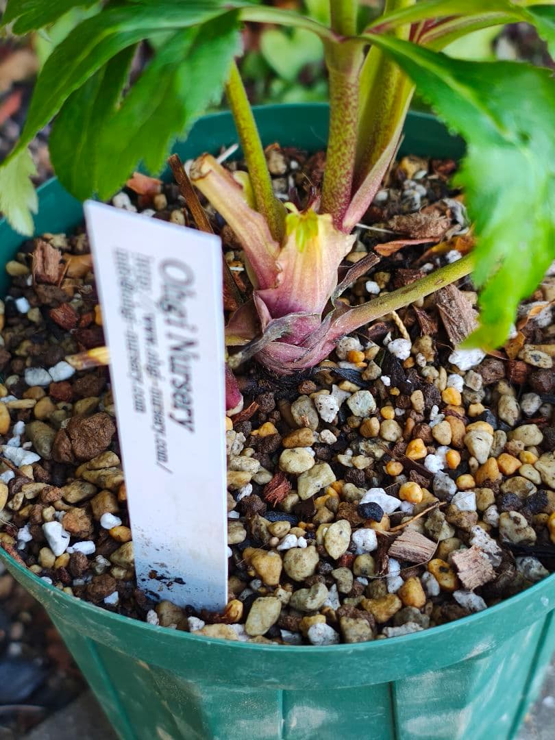 クリスマスローズ　大木ナーサリー　原種交配　超小輪