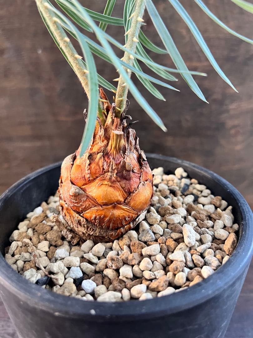 サイカスカイルンシアナM7