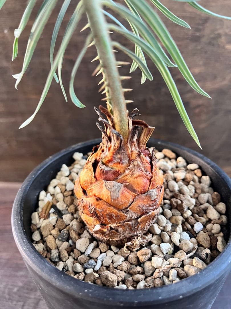 サイカスカイルンシアナM7