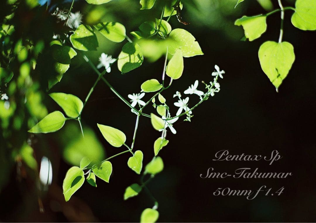 pentax sp セット★完動品＊美品＊初期保証付★作例多数★フィルム入門に！