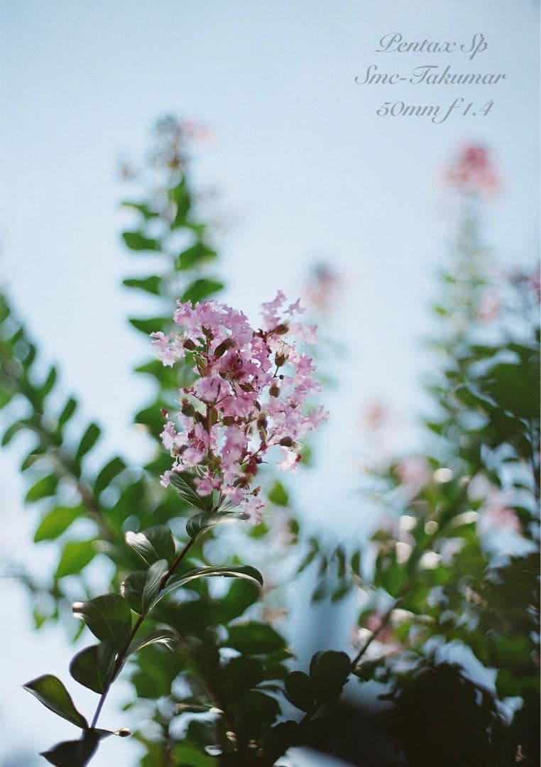 pentax sp セット★完動品＊美品＊初期保証付★作例多数★フィルム入門に！