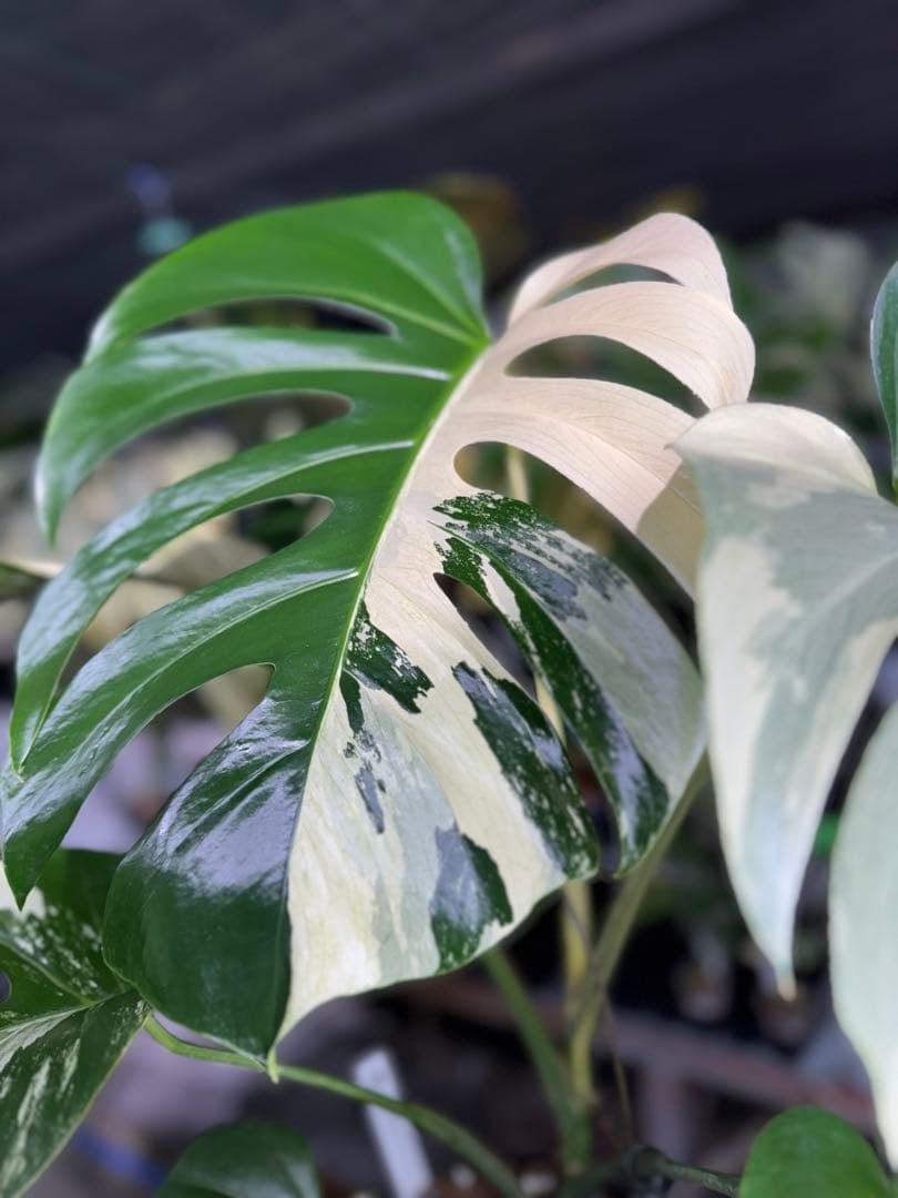 BS1モンステラ　ボルギシアナ　x デリシオーサ　ミント　美株