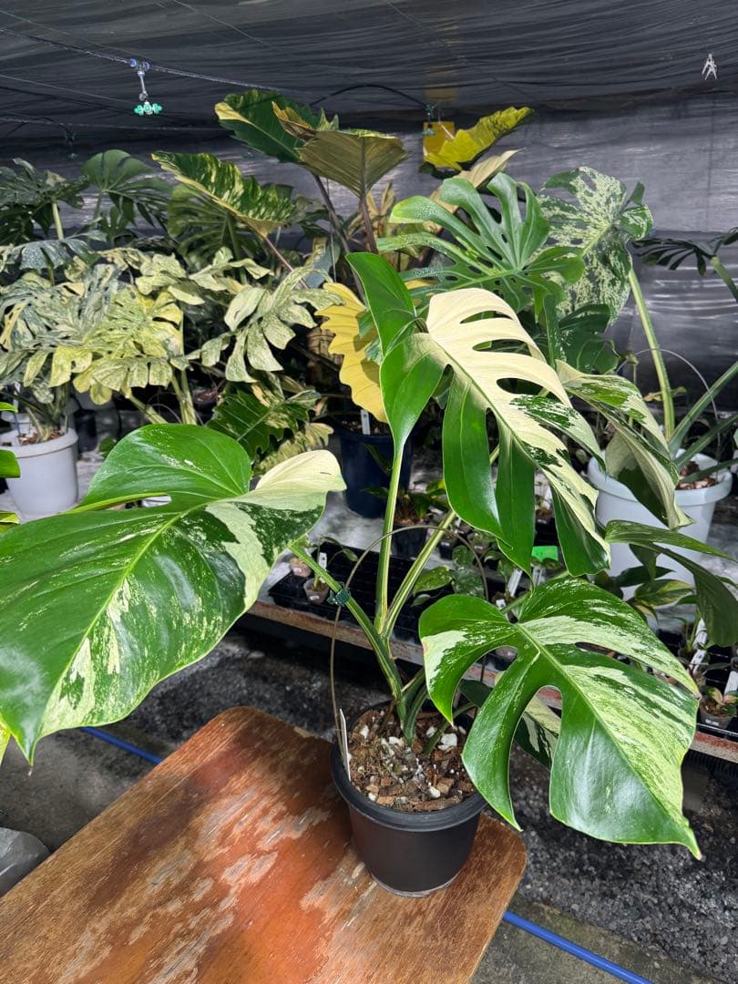 BS1モンステラ　ボルギシアナ　x デリシオーサ　ミント　美株