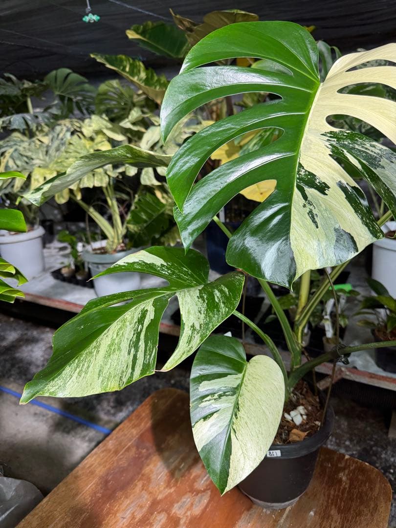 BS1モンステラ　ボルギシアナ　x デリシオーサ　ミント　美株