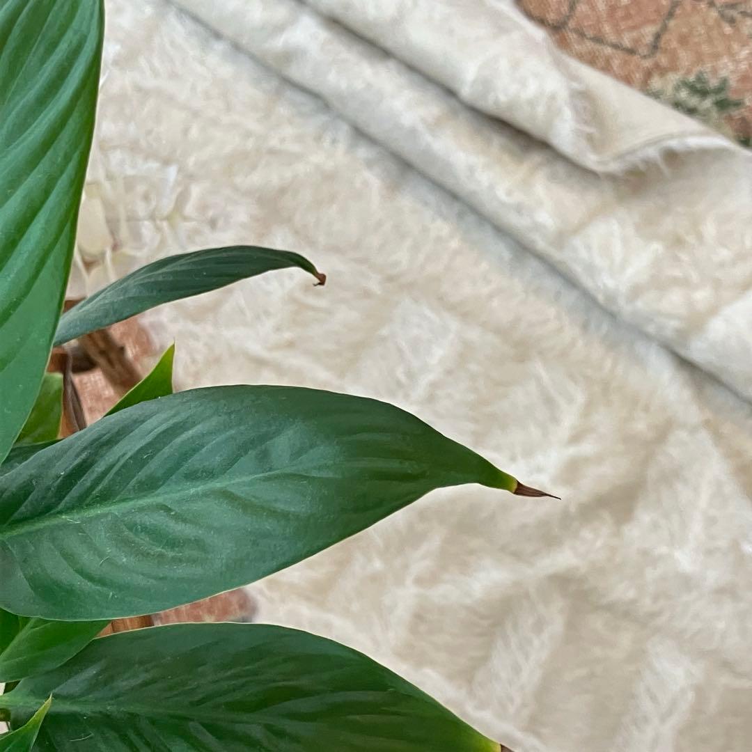 ラスト白　新品wool100％ホワイト バッターニエ　トルコヴィンテージラグ