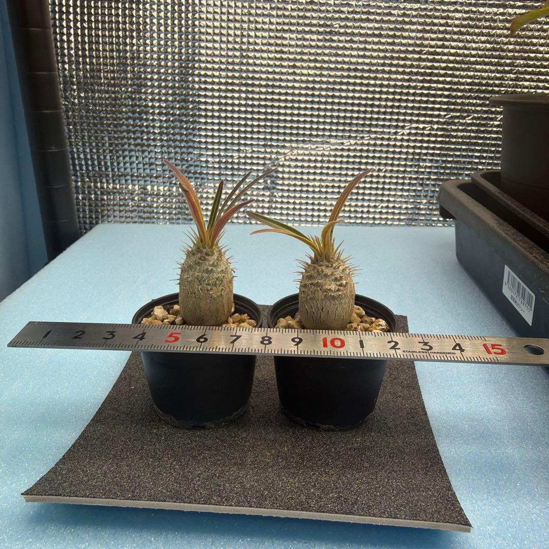 グラキリス　実生　13