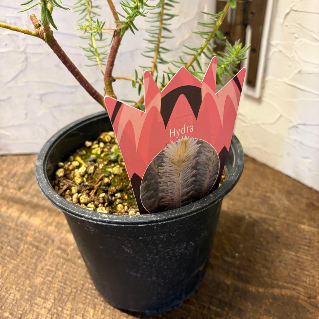 y*a様 ガーデニング　主役張れるアソート　５種　フィリカ　　ユーカリ