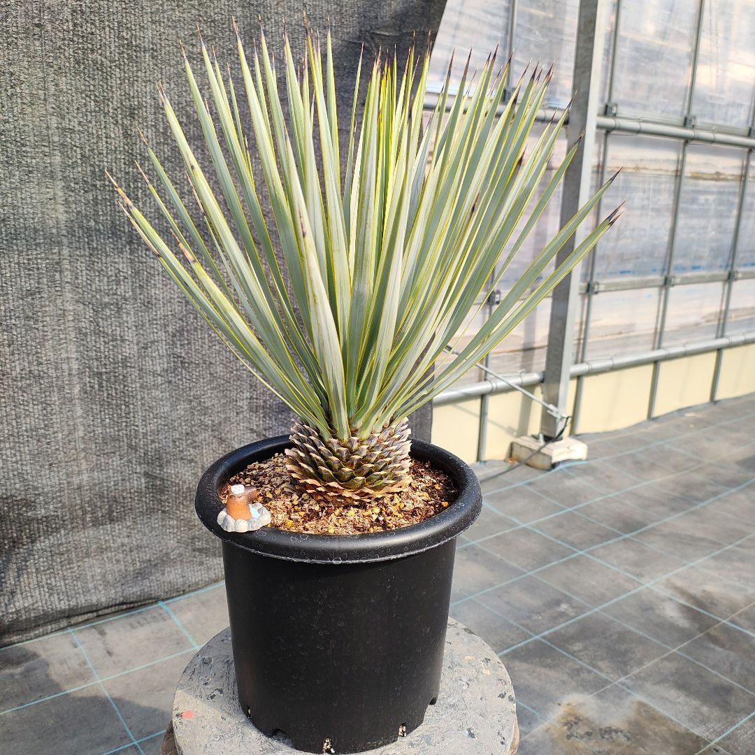 ザ*フ様 ユッカ ロストラータ Hybrid No.4