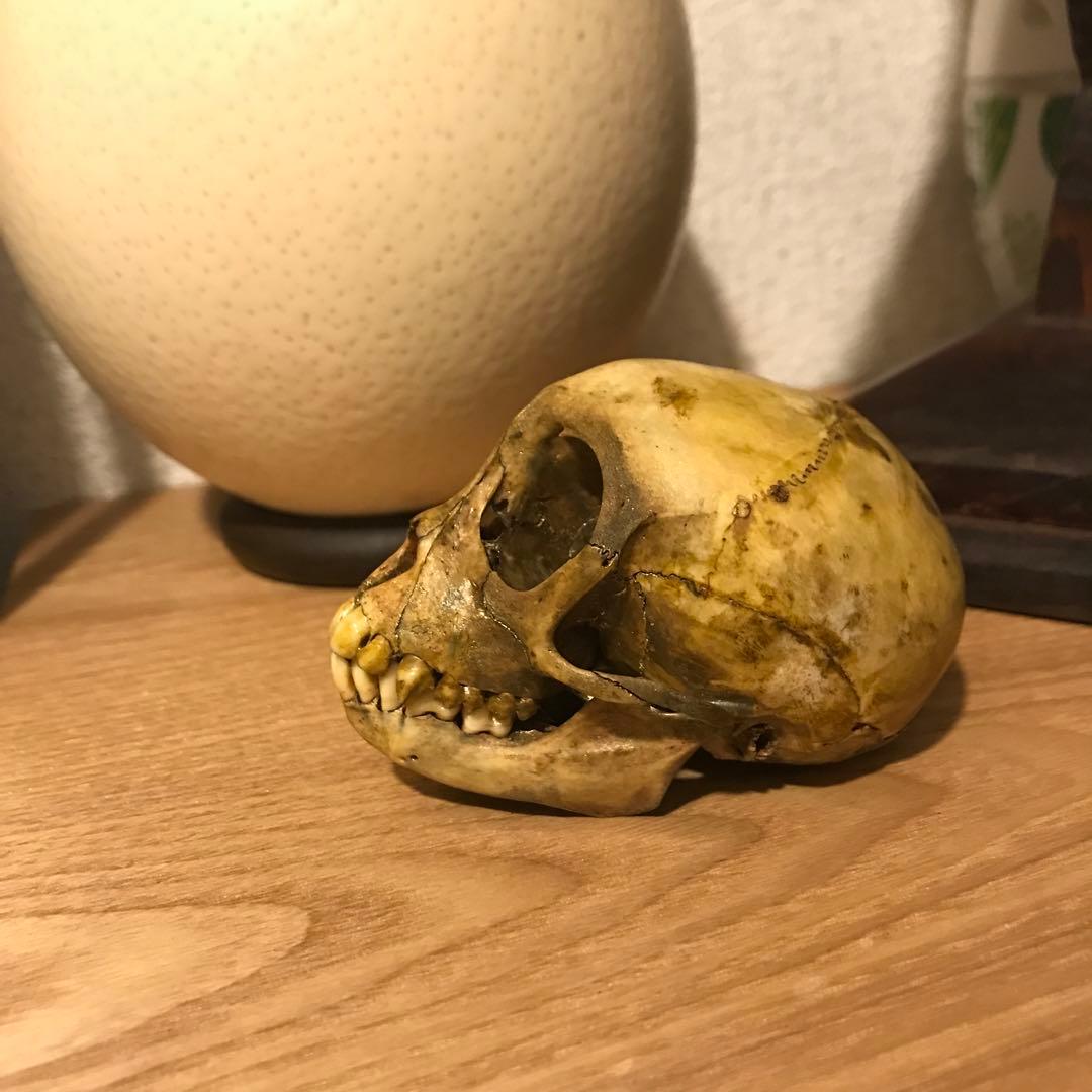 猿　頭蓋骨　頭骨　スカル　標本　剥製