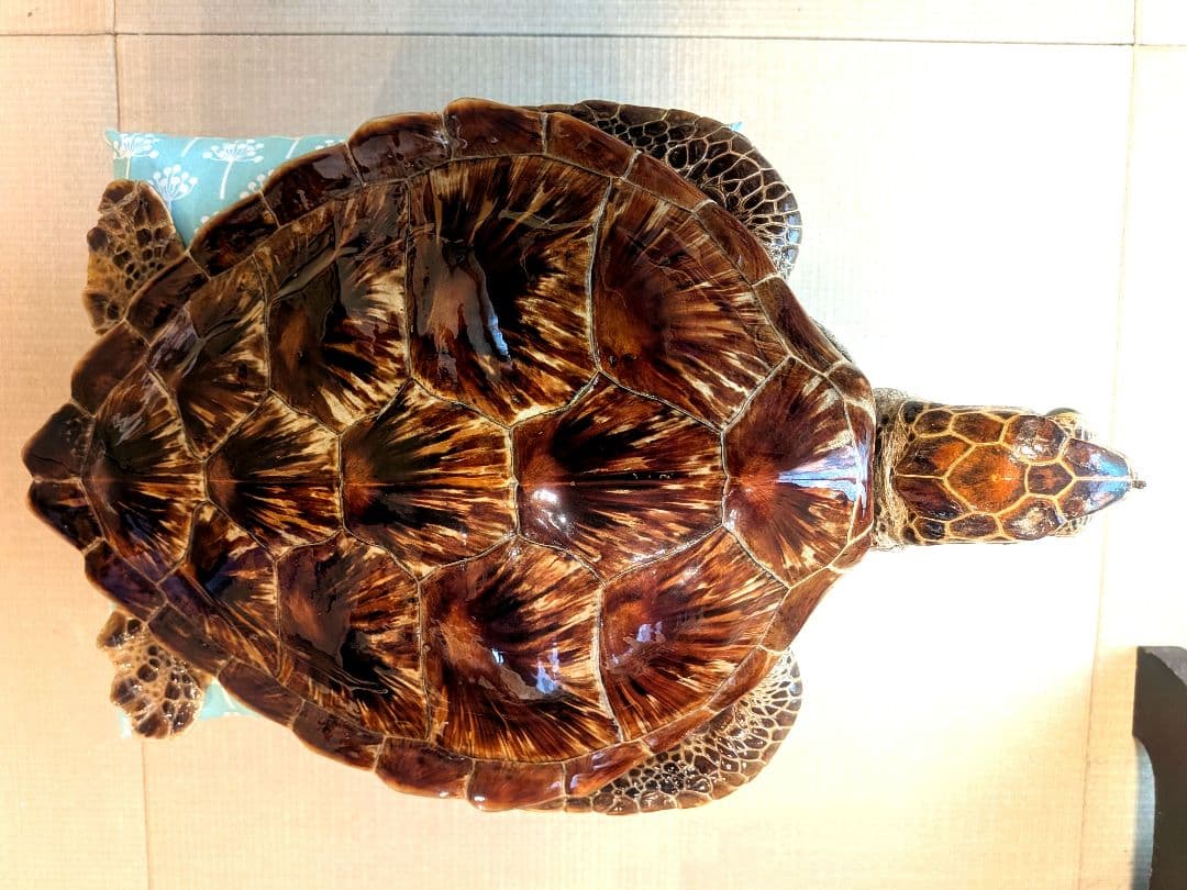 アオウミガメのはく製
