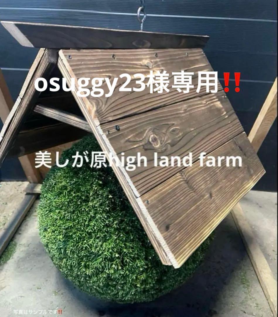 杉玉　約45センチ‼️お客様ご注文品♪