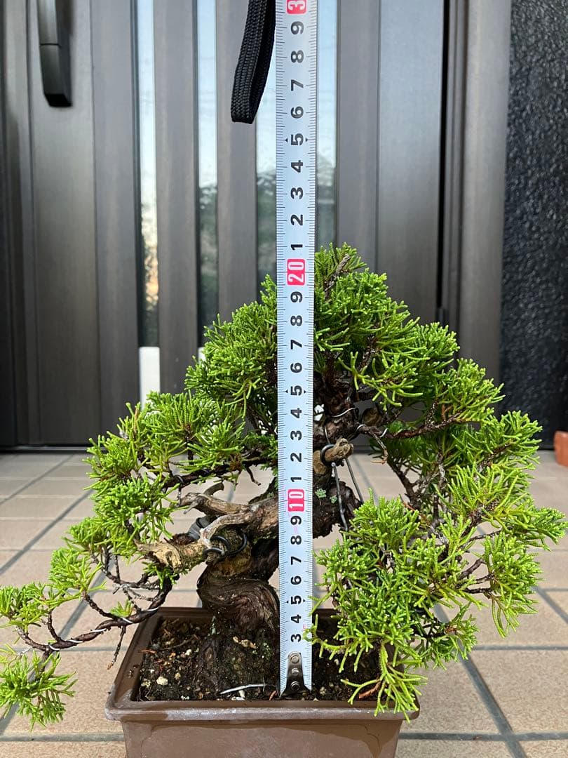 ◉超大特価！ 真柏糸魚川 超極太　極上品　究極の逸品！超お勧め品　早いもの勝ち