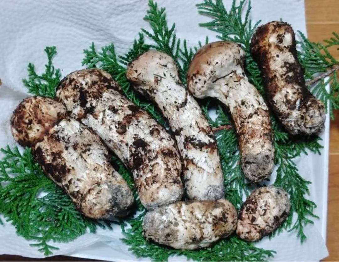 国産松茸 235g 7本 蕾　兵庫北部 但馬産 特上 1029 朝